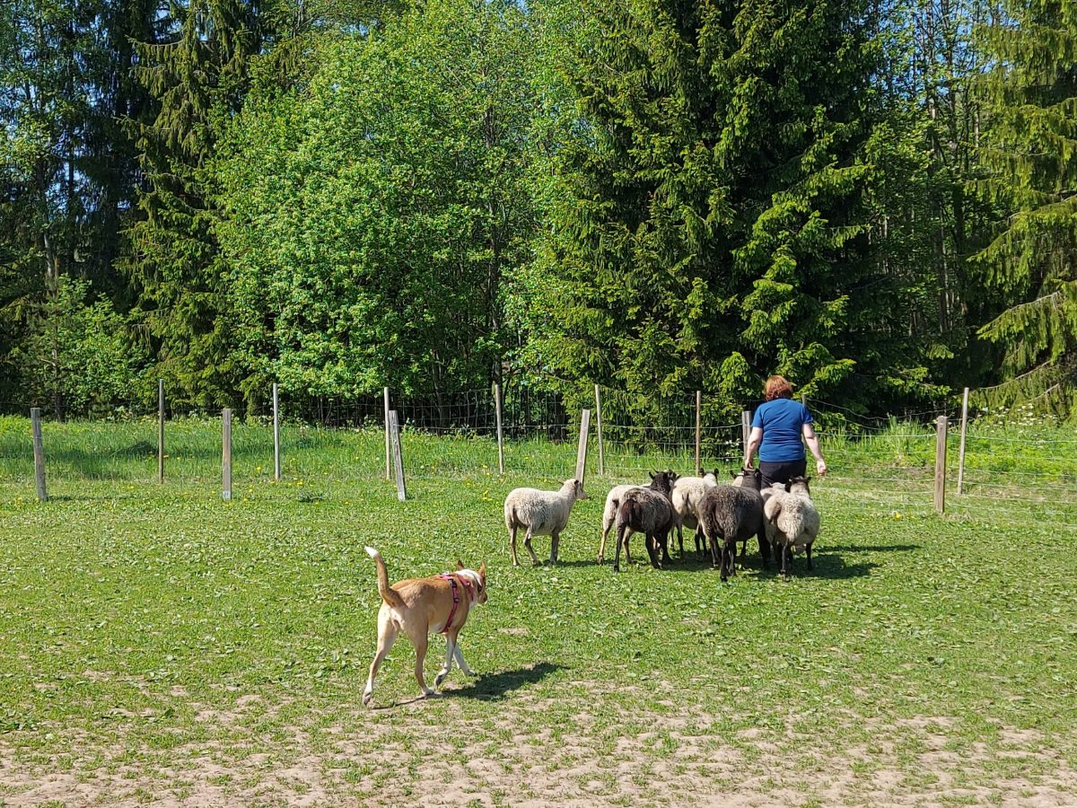 Paimennusta tauon jälkeen