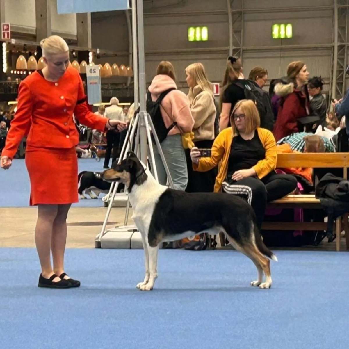 Niilosta Viron valio